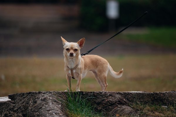 What are the key factors driving success in UK startups today?